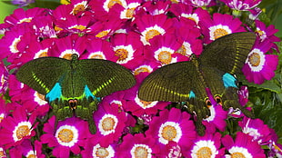two black swallowtail butterflies HD wallpaper